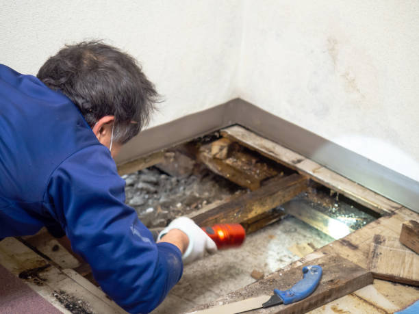 Best Mold Remediation for Schools in Madison Heights, VA
