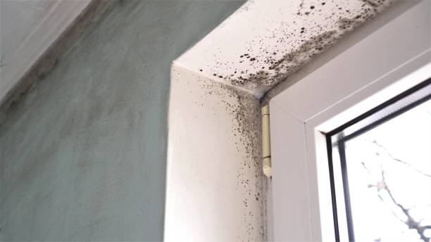 Best Commercial Mold Remediation in Madison Heights, VA