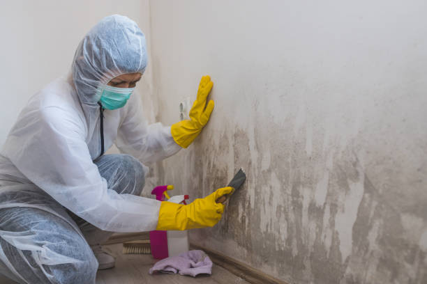 Best Residential Mold Remediation in Madison Heights, VA