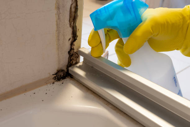 Best Health and Safety Mold Remediation in Madison Heights, VA