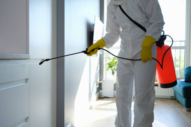 Best Mold Remediation for Specific Building Types in Madison Heights, VA